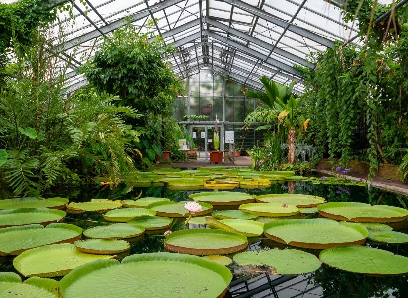 Botanical Garden, Bonn, Bonn, Germany, Germany